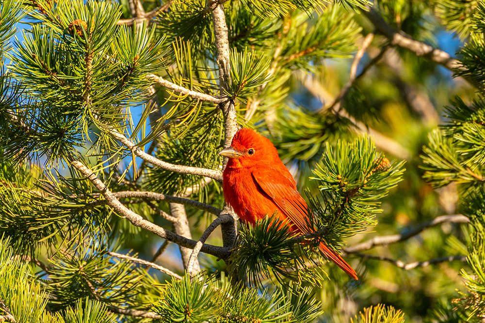 USA, Texas, Big Bend National Park. Summer tanager in tree. art print by Jaynes Gallery for $57.95 CAD