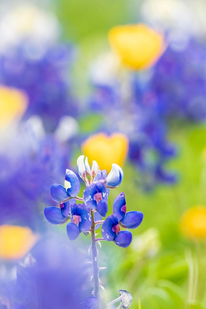Johnson City-Texas-USA-Bluebonnet wildflowers in the Texas Hill Country art print by Emily Wilson for $57.95 CAD