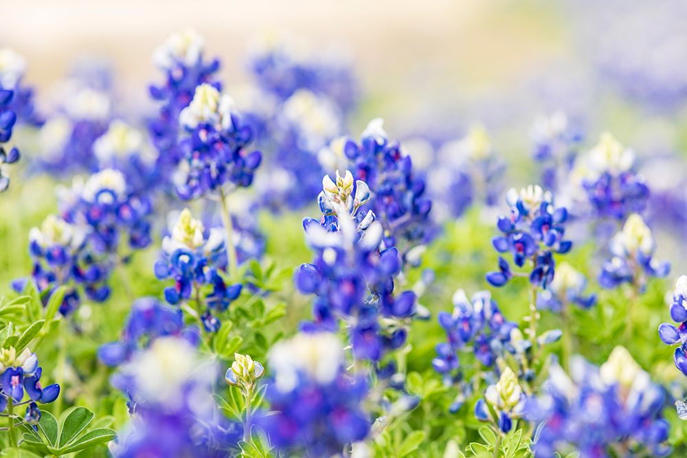 Johnson City-Texas-USA-Bluebonnet wildflowers in the Texas Hill Country art print by Emily Wilson for $57.95 CAD