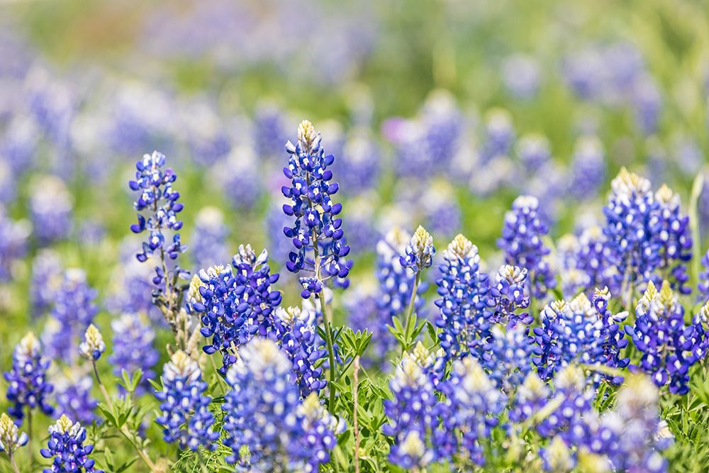 Johnson City-Texas-USA-Bluebonnet wildflowers in the Texas Hill Country art print by Emily Wilson for $57.95 CAD