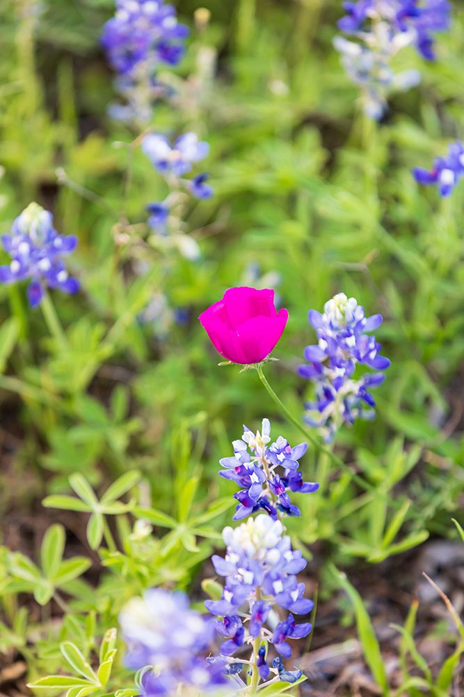 Llano-Texas-USA-Bluebonnet and Winecup wildflowers in the Texas Hill Country art print by Emily Wilson for $57.95 CAD