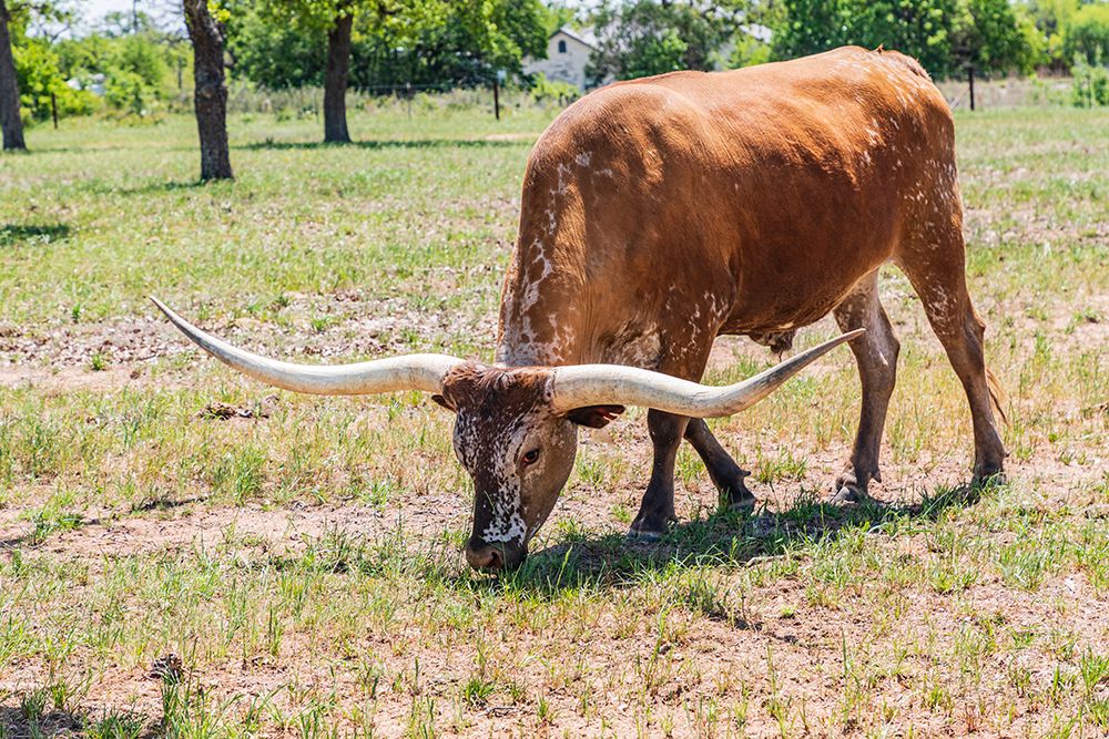 Marble Falls-Texas-USA-Longhorn cattle in the Texas Hill Country art print by Emily Wilson for $57.95 CAD