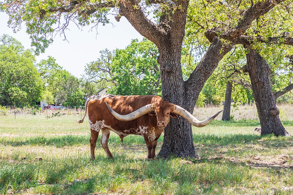 Marble Falls-Texas-USA-Longhorn cattle in the Texas Hill Country art print by Emily Wilson for $57.95 CAD