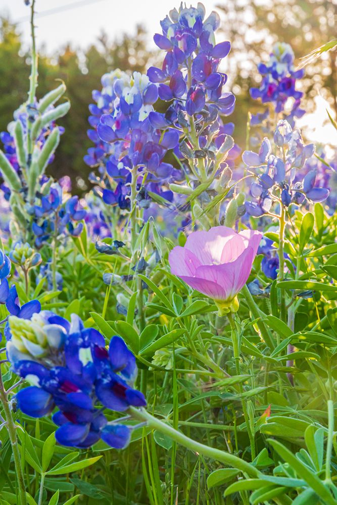 Lampasas-Texas-USA-Pink Evening Primrose and Bluebonnet wildflowers in the Texas Hill Country art print by Emily Wilson for $57.95 CAD