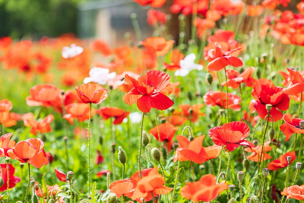 Castroville-Texas-USA-Wild poppies in the Texas Hill Country art print by Emily Wilson for $57.95 CAD