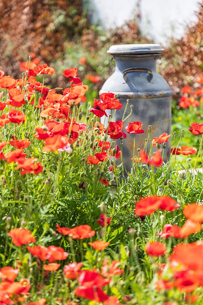 Castroville-Texas-USA-Old milk jug in poppies in the Texas Hill Country art print by Emily Wilson for $57.95 CAD