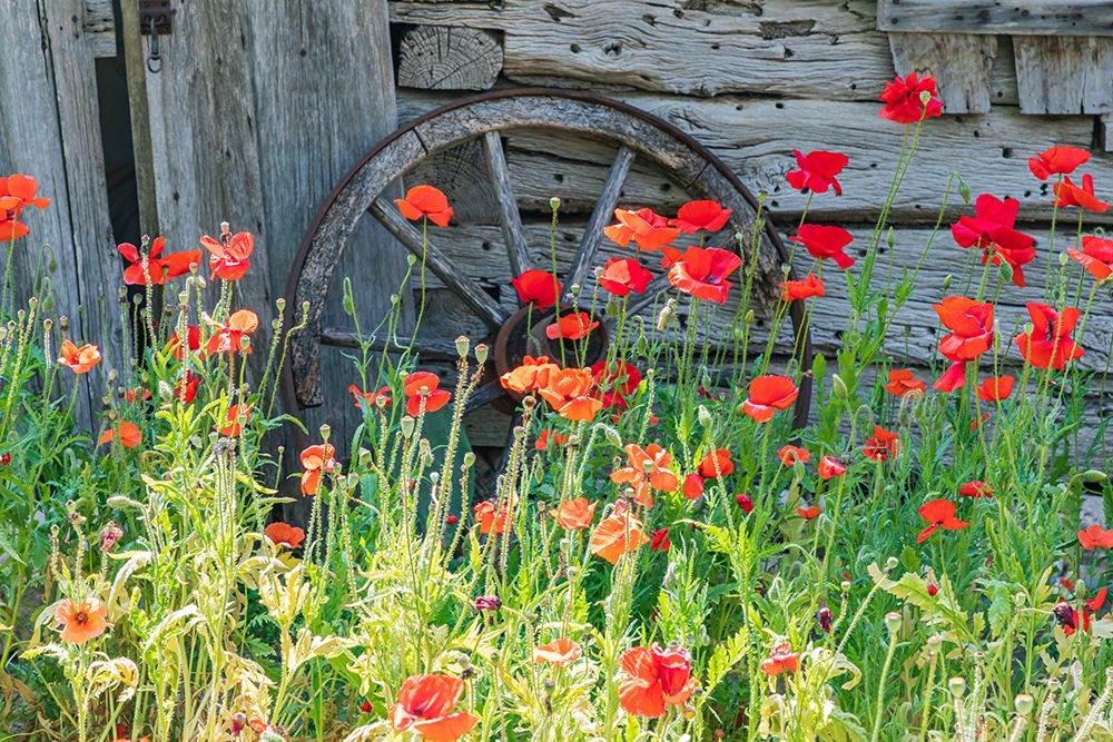 Castroville-Texas-USA-Poppies and historic buildings in the Texas Hill Country art print by Emily Wilson for $57.95 CAD