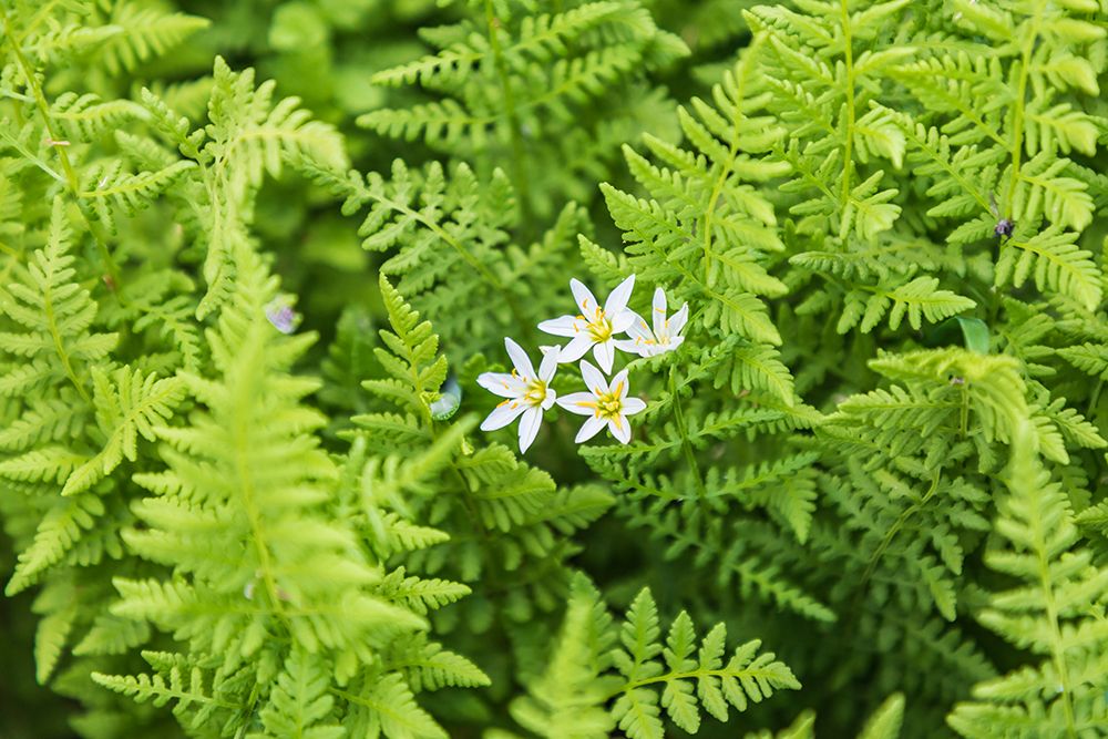 Castroville-Texas-USA-Ferns in the Texas Hill Country art print by Emily Wilson for $57.95 CAD