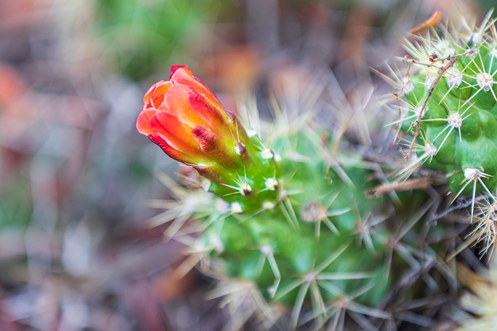 Castroville-Texas-USA-Prickly pear flower in the Texas Hill Country art print by Emily Wilson for $57.95 CAD