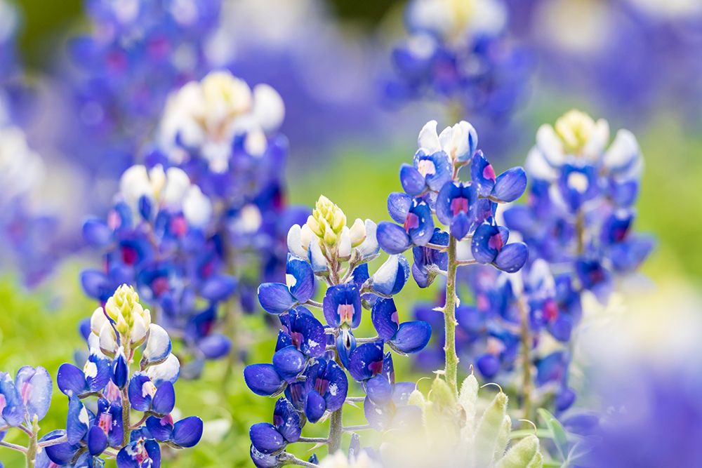 Johnson City-Texas-USA-Bluebonnet wildflowers in the Texas Hill Country art print by Emily Wilson for $57.95 CAD