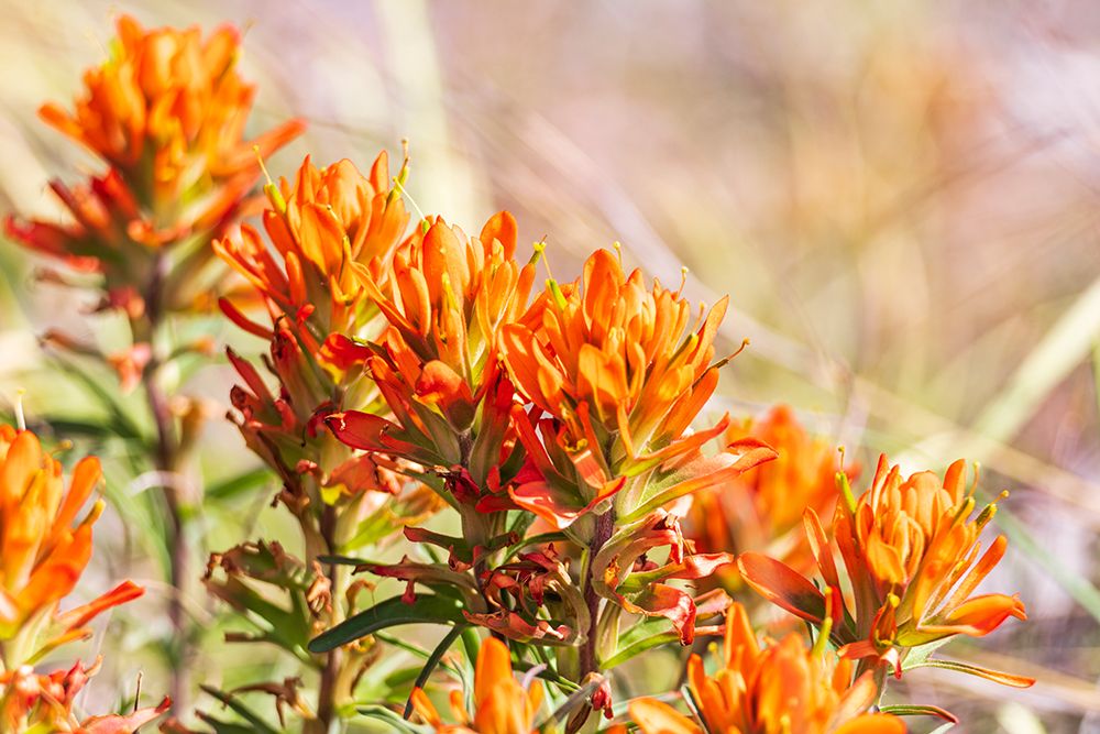 Johnson City-Texas-USA-Indian Paintbrush wildflowers in the Texas Hill Country art print by Emily Wilson for $57.95 CAD
