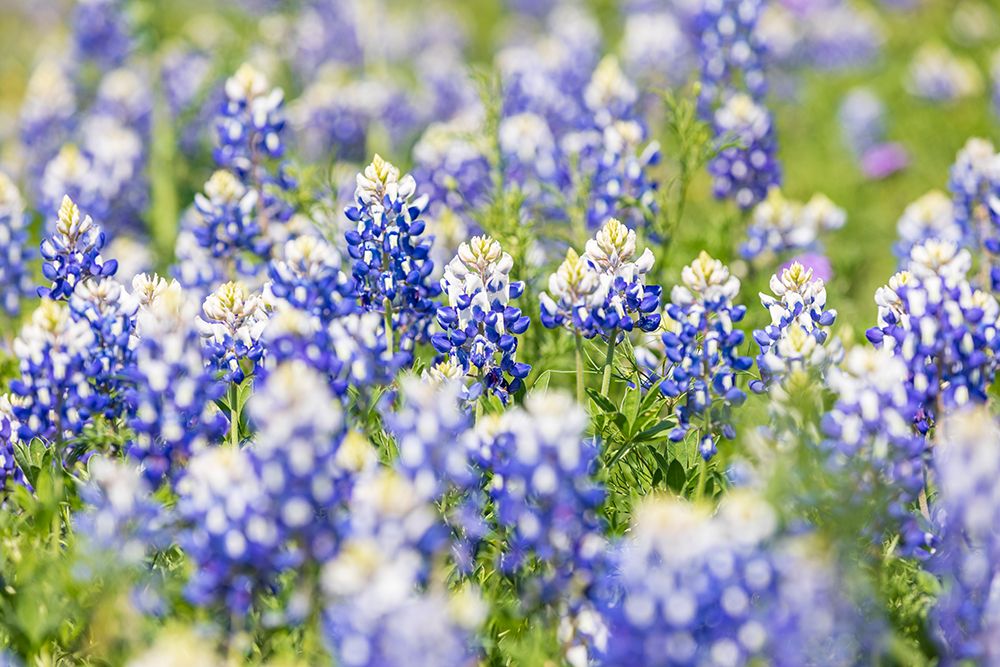 Johnson City-Texas-USA-Bluebonnet wildflowers in the Texas Hill Country art print by Emily Wilson for $57.95 CAD