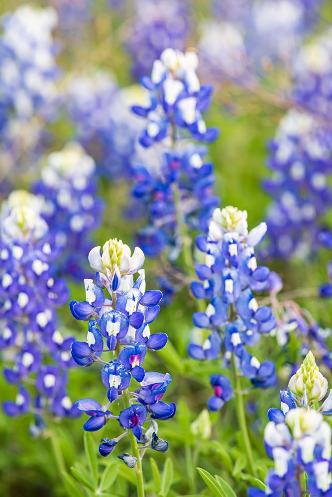 Johnson City-Texas-USA-Bluebonnet wildflowers in the Texas Hill Country art print by Emily Wilson for $57.95 CAD