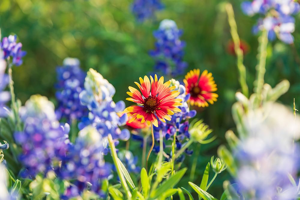 Marble Falls-Texas-USA-Bluebonnet and Indian Blanket wildflowers in the Texas Hill Country art print by Emily Wilson for $57.95 CAD
