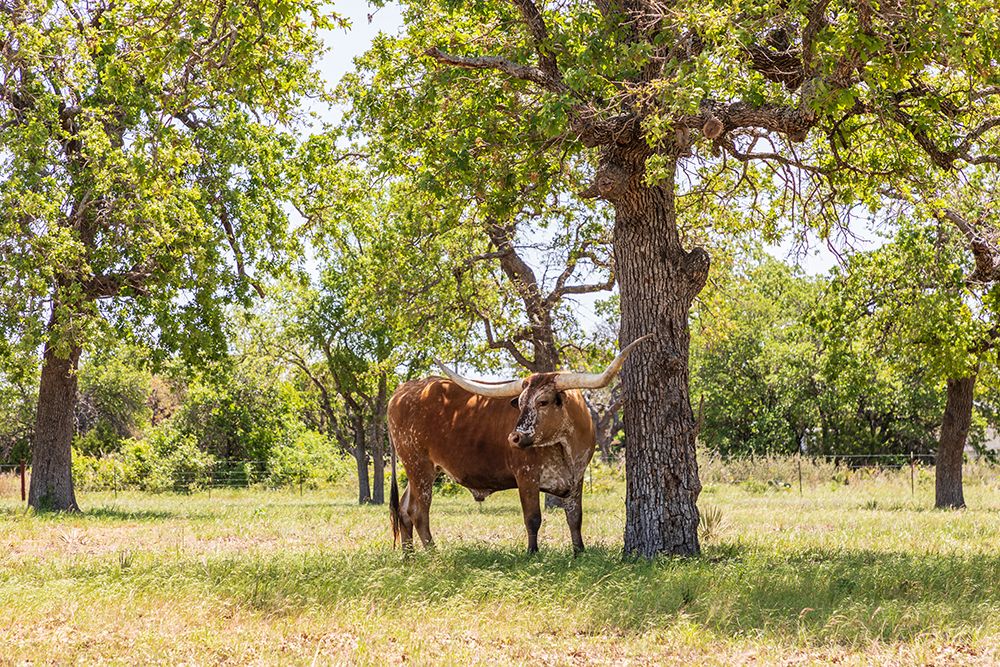 Marble Falls-Texas-USA-Longhorn cattle in the Texas Hill Country art print by Emily Wilson for $57.95 CAD