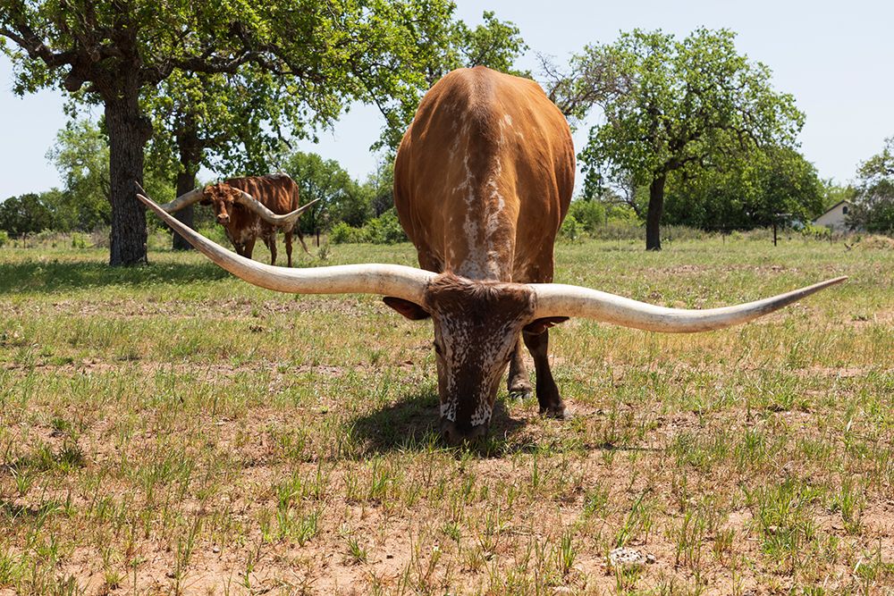 Marble Falls-Texas-USA-Longhorn cattle in the Texas Hill Country art print by Emily Wilson for $57.95 CAD