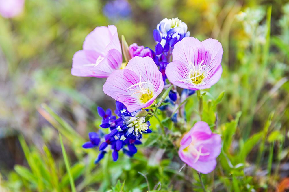 Lampasas-Texas-USA-Pink Evening Primrose and Bluebonnet wildflowers in the Texas Hill Country art print by Emily Wilson for $57.95 CAD