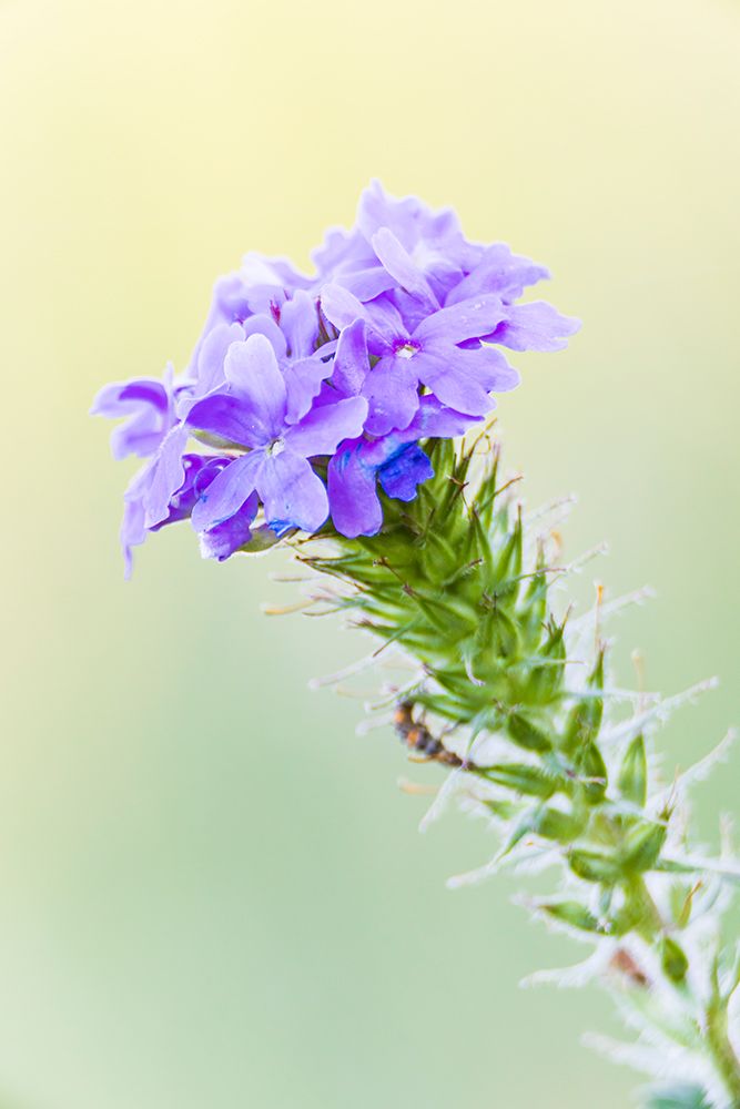 Lampasas-Texas-USA-Prairie Verbena wildflowers in the Texas Hill Country art print by Emily Wilson for $57.95 CAD