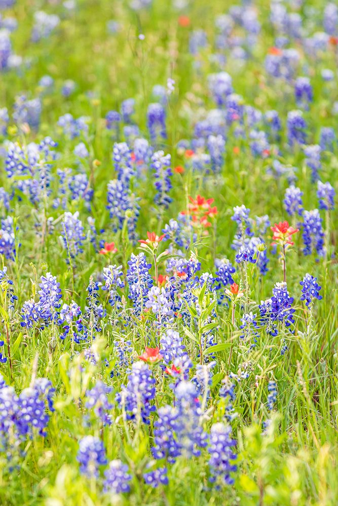 Llano-Texas-USA-Indian Paintbrush and Bluebonnet wildflowers in the Texas Hill Country art print by Emily Wilson for $57.95 CAD