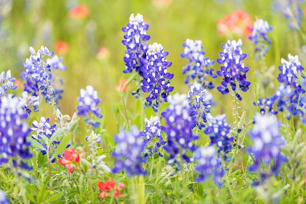 Llano-Texas-USA-Indian Paintbrush and Bluebonnet wildflowers in the Texas Hill Country art print by Emily Wilson for $57.95 CAD