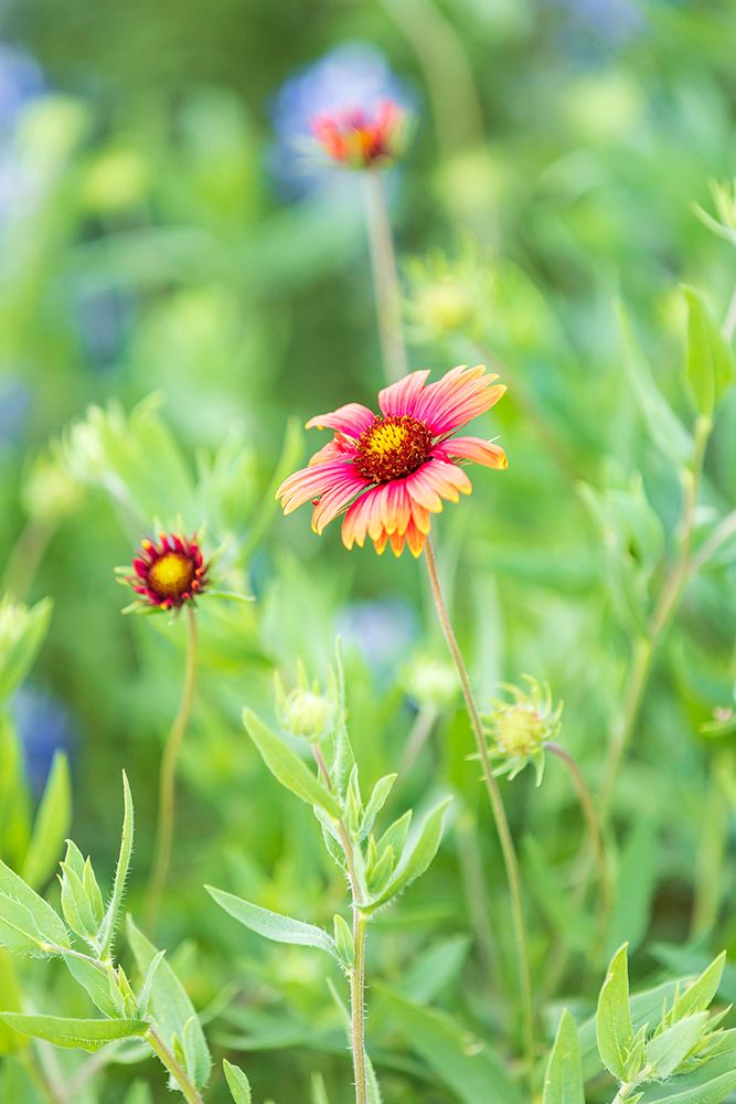 Llano-Texas-USA-Indian Blanket wildflowers in the Texas Hill Country art print by Emily Wilson for $57.95 CAD