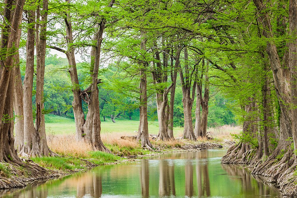 Waring-Texas-USA-Trees along the Guadalupe River in the Texas Hill Country art print by Emily Wilson for $57.95 CAD