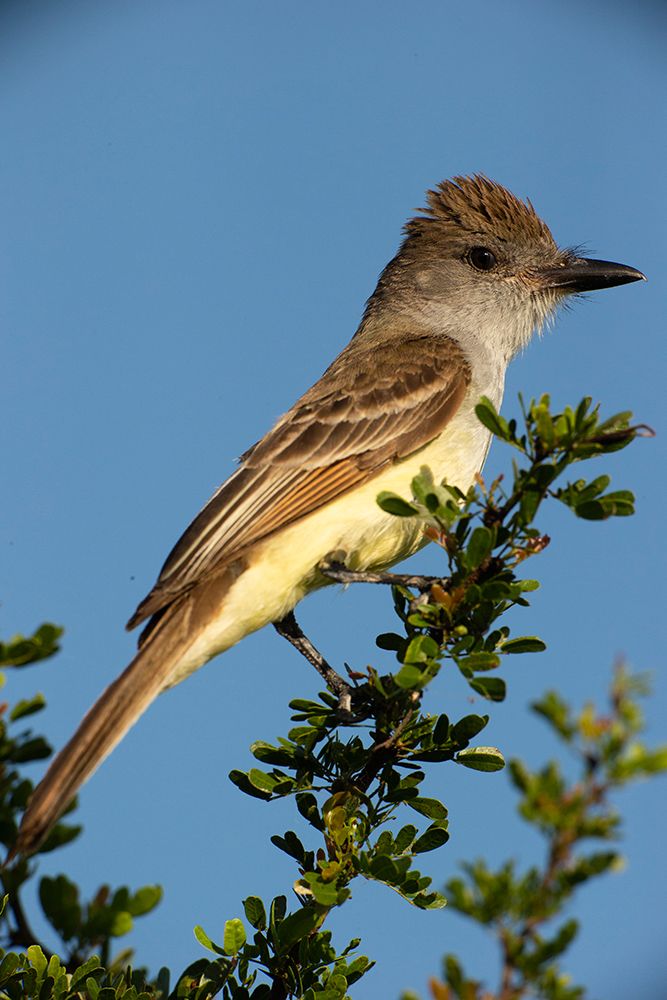 Brown-crested flycatcher on branch- South Texas- USA art print by Joe and Maryann McDonald for $57.95 CAD