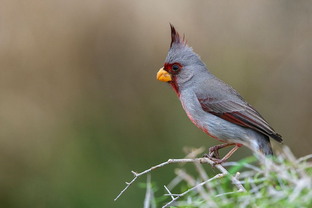 USA-South Texas Pyrrhuloxia art print by Ken Archer for $57.95 CAD
