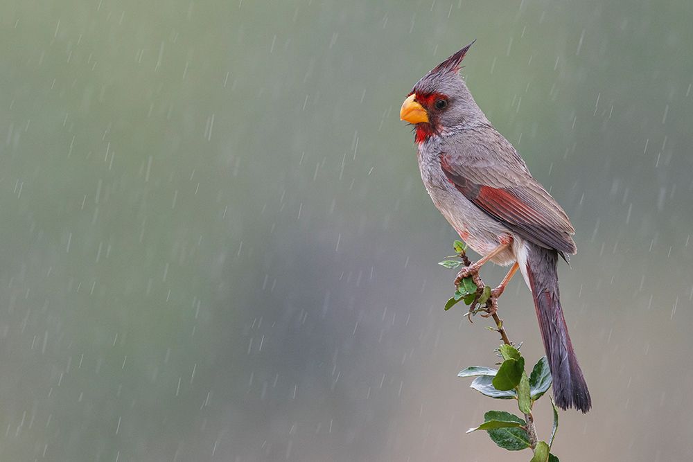 USA-South Texas Pyrrhuloxia-desert rain shower art print by Ken Archer for $57.95 CAD