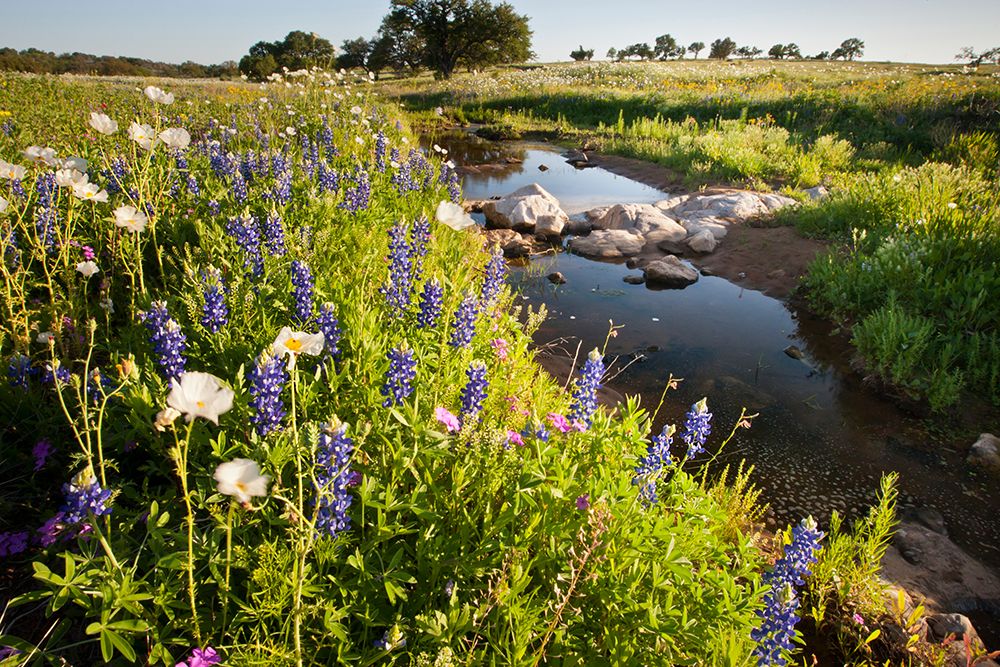 Wildflowers art print by Larry Ditto for $57.95 CAD