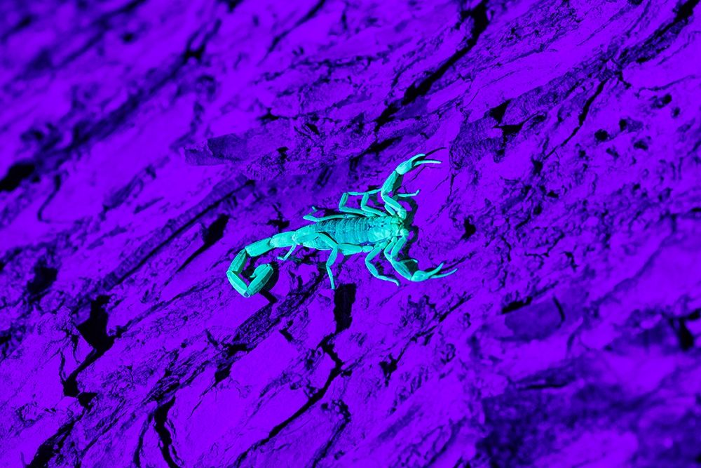 Bark Scorpion (Centruroides Vittatus) on mesquite bark art print by Larry Ditto for $57.95 CAD