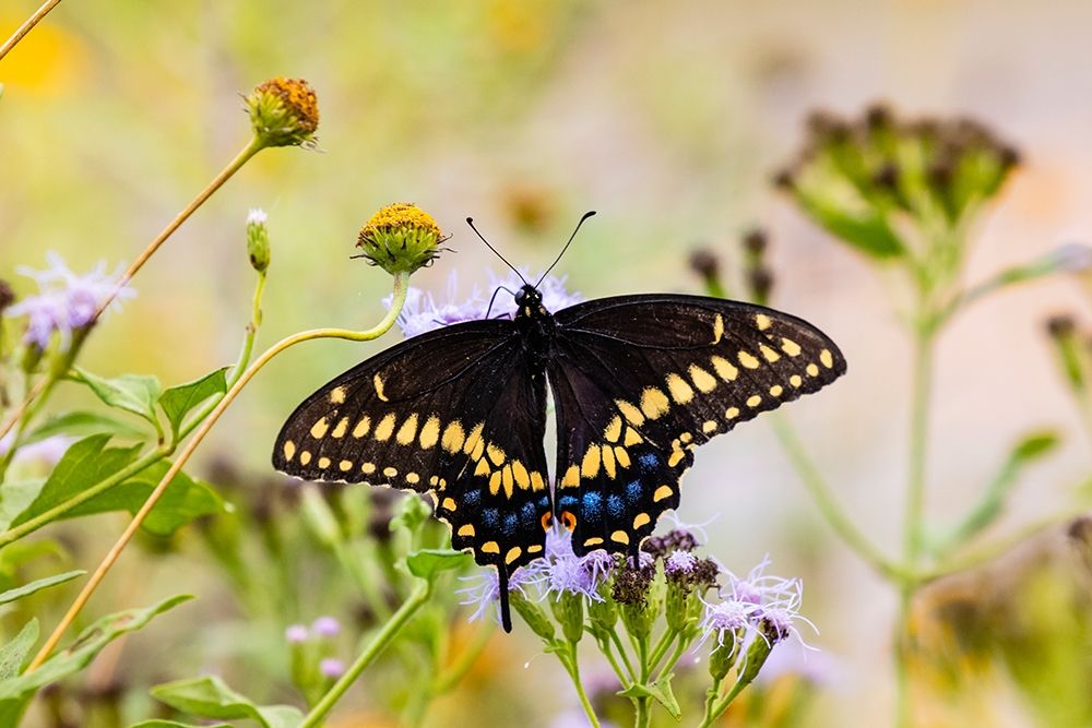 Black swallowtail butterfly feeding art print by Larry Ditto for $57.95 CAD