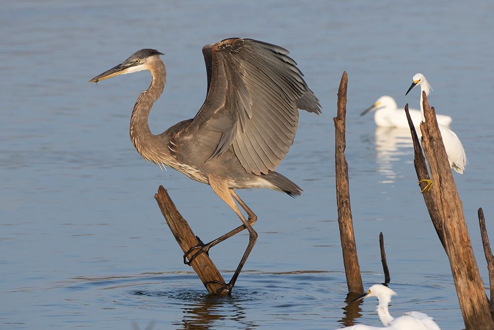 Great blue heron (Ardea Herodias) landing art print by Larry Ditto for $57.95 CAD