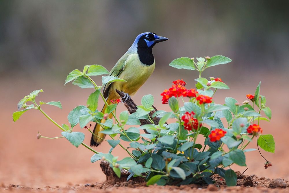 Green jay (Cyanocorax Yncas) perched in wildflowers art print by Larry Ditto for $57.95 CAD