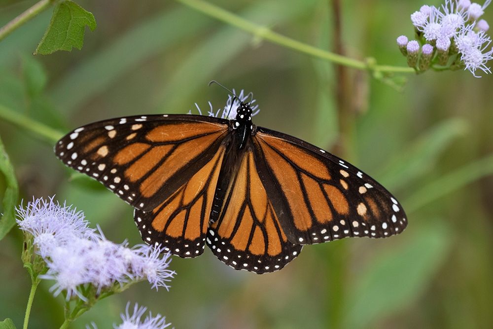 Monarch (Danaus Plexippus) feeding art print by Larry Ditto for $57.95 CAD