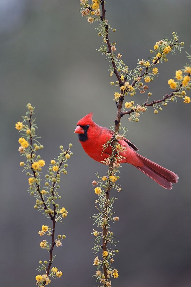 Northern cardinal perched in tree art print by Larry Ditto for $57.95 CAD