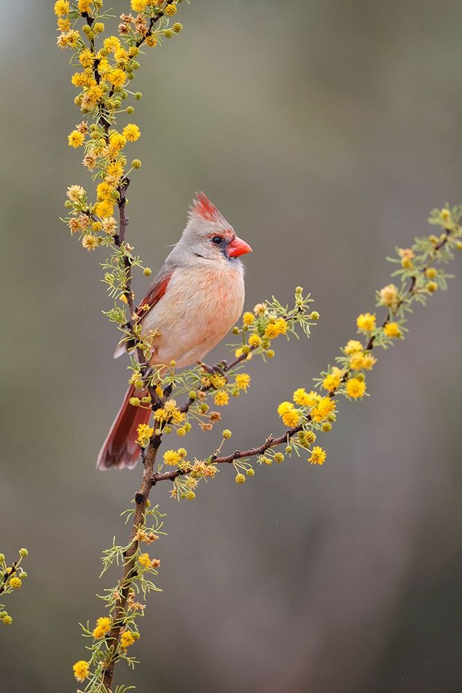 Northern cardinal perched art print by Larry Ditto for $57.95 CAD