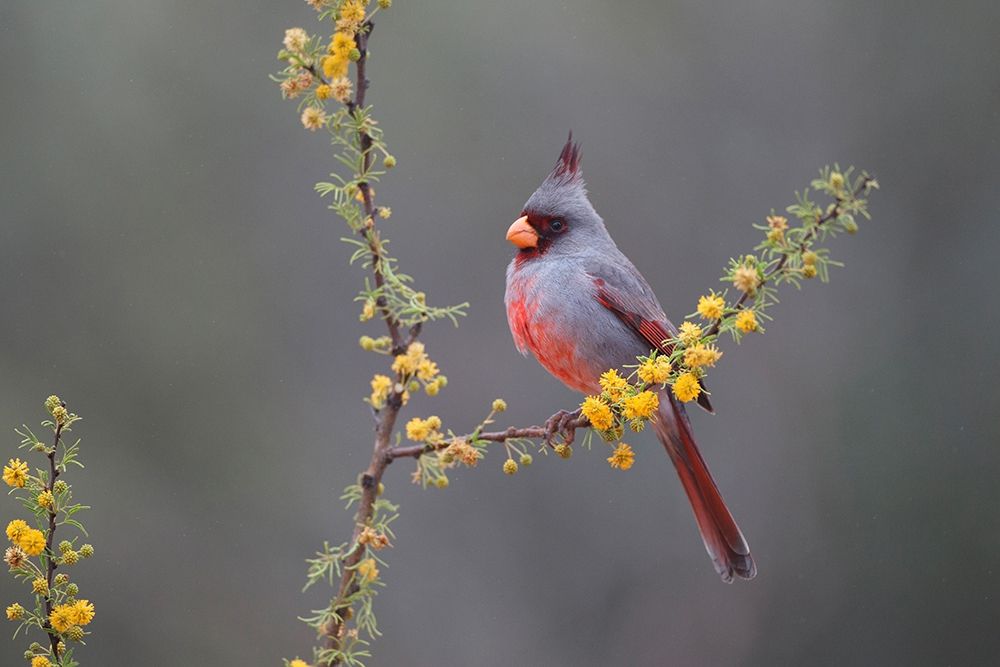 Pyrrhuloxia (Cardinalis sinuatus) perched in blooming Huisachillo bush art print by Larry Ditto for $57.95 CAD