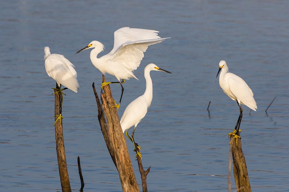 Snowy egrets (Egretta thula) perched art print by Larry Ditto for $57.95 CAD