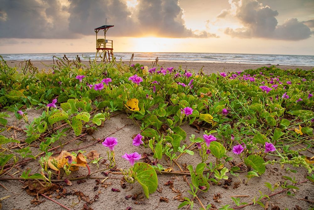Sunrise at South Padre Island art print by Larry Ditto for $57.95 CAD