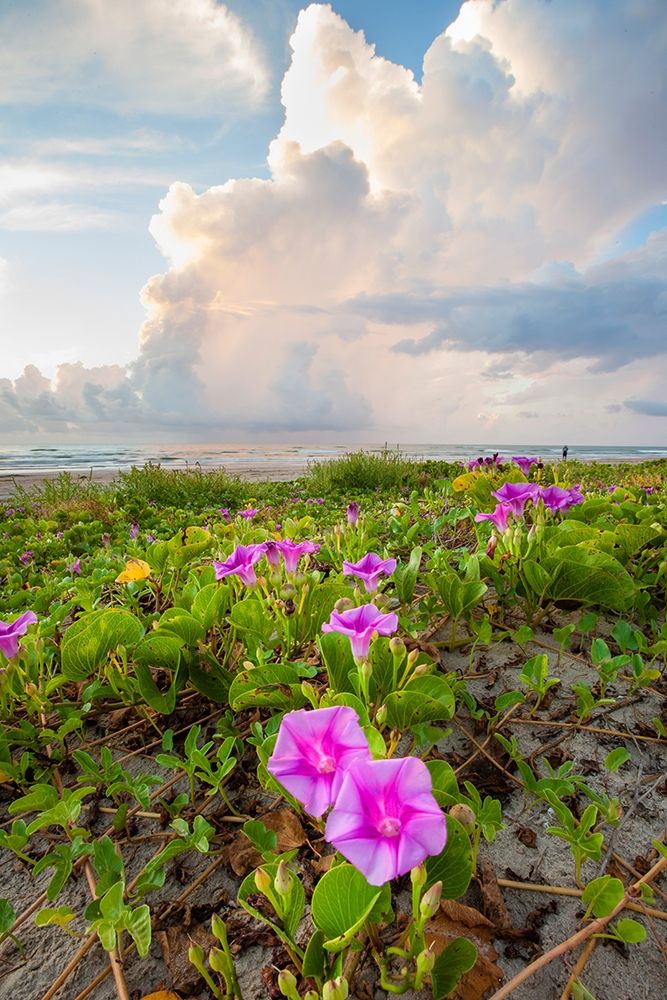 Beach morning glory in bloom art print by Larry Ditto for $57.95 CAD