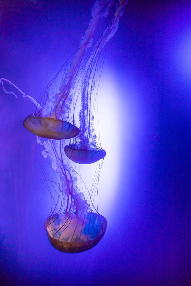 Jellyfish in aquarium exhibit art print by Larry Ditto for $57.95 CAD