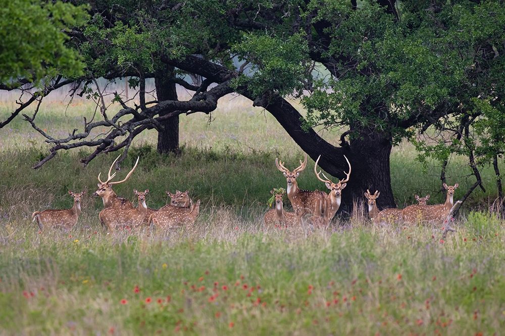 Axis Deer (Axis axis) herd art print by Larry Ditto for $57.95 CAD