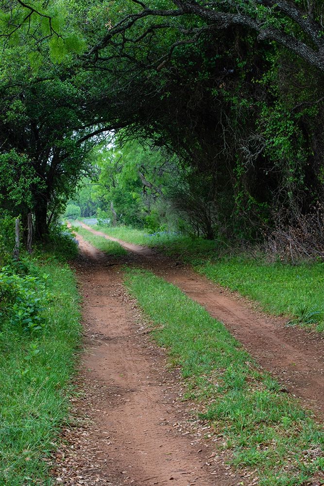 Farm road and pathway art print by Larry Ditto for $57.95 CAD