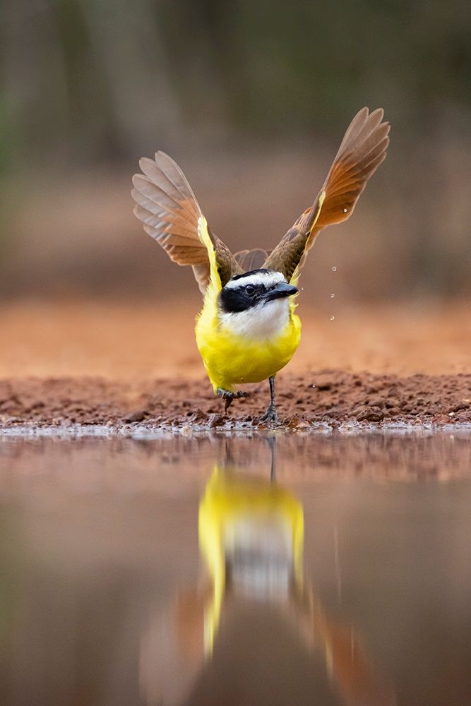 Great Kiskadee (Pitangus sulphuratus) flushing art print by Larry Ditto for $57.95 CAD