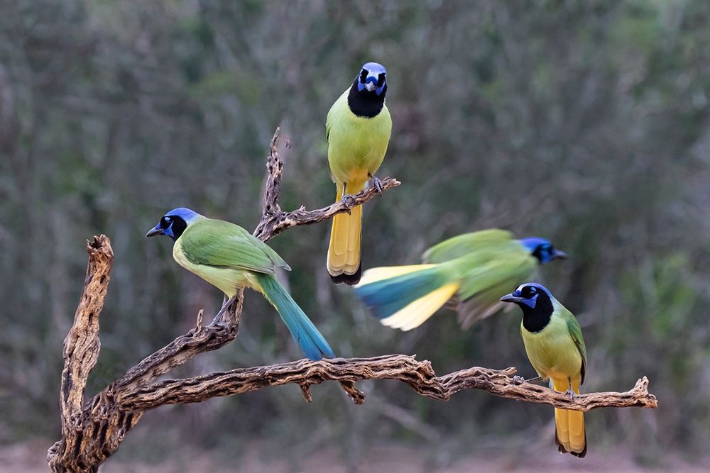 Green Jays (Cyanocorax yncas) perched art print by Larry Ditto for $57.95 CAD