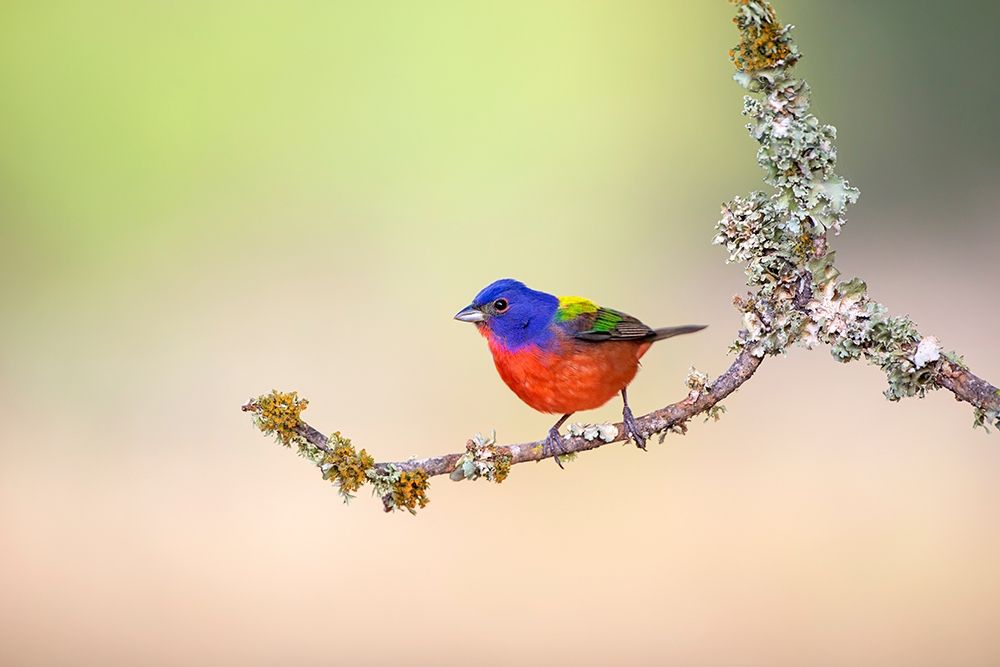 Painted Bunting (Passerina ciris) perched on lichen-covered limb art print by Larry Ditto for $57.95 CAD