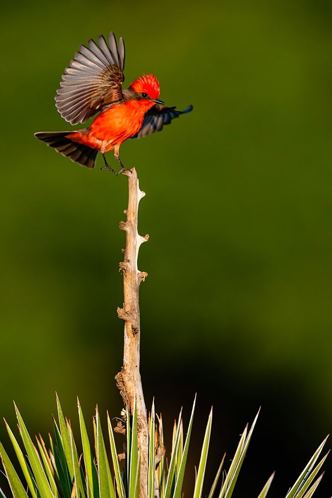 Vermilion Flycatcher (Pyrocephalus rubinus) landing art print by Larry Ditto for $57.95 CAD
