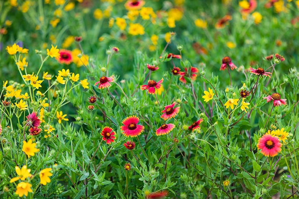 Firewheels (Gaillardia pulchella) in bloom art print by Larry Ditto for $57.95 CAD