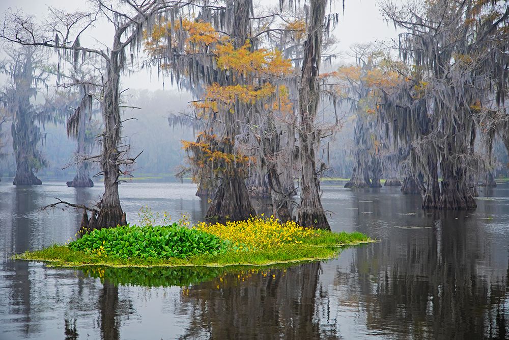 Caddo Lake morning art print by Larry Ditto for $57.95 CAD